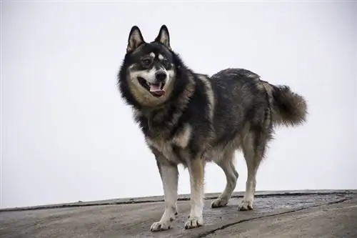 Mchungaji wa Ujerumani na mbwa wa mchanganyiko wa Husky wa Siberia