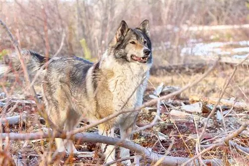 Laika ya Siberia ya Mashariki