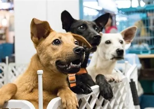 Apa yang Terjadi pada Anjing yang Tidak Diadopsi?