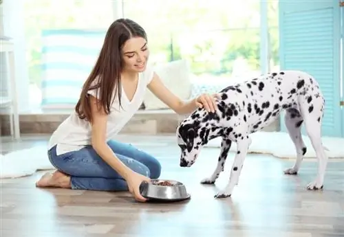 vrouw die haar dalmatische hond voedt