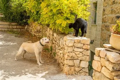 ένας υπερσκύλος που γαβγίζει στη γάτα