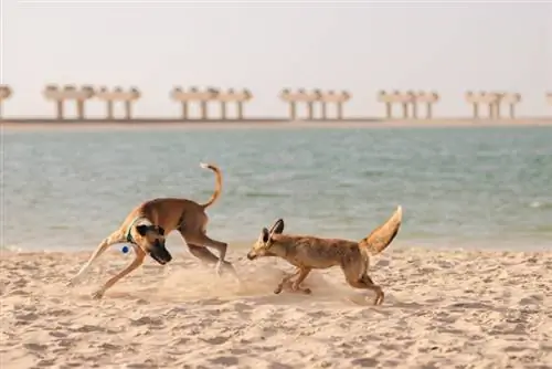 vahşi çakal ve kumda oynayan köpek