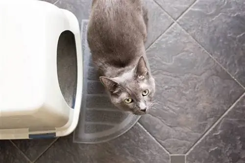 chat en dehors de la boîte d'un litre