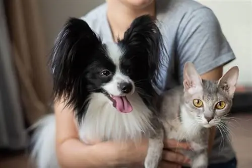 mulher segurando um gato e um cachorro papillon