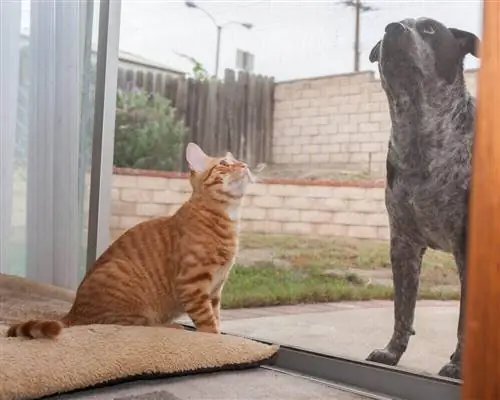 Katze und Hund durch Tür getrennt