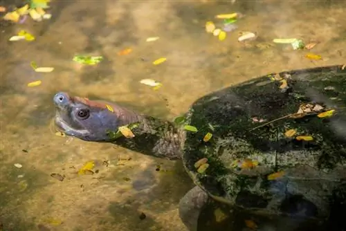 primo piano della tartaruga terrapin di fiume dipinta maschio