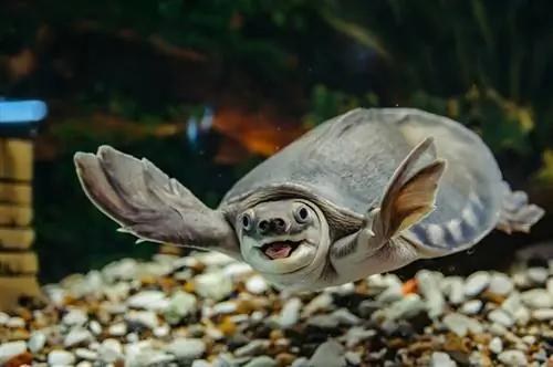 Tortue à nez de cochon dans l'aquarium