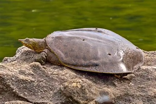 bir kayanın üzerinde dikenli softshell kaplumbağa