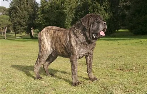 mastiff