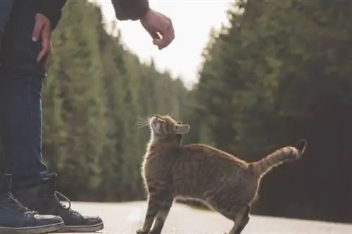 Hombre tratando de acariciar a un gato callejero