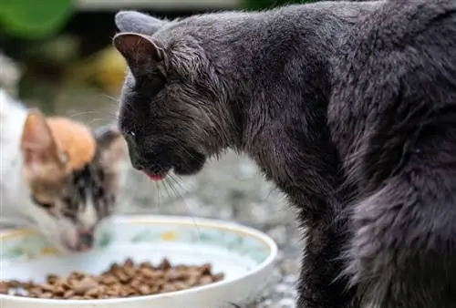 mga ligaw na pusa na kumakain ng kibble mula sa mangkok