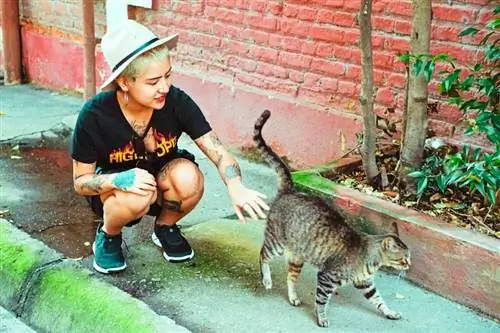 vrou wat uitreik om aan 'n tabby verdwaalde kat in die straat te raak