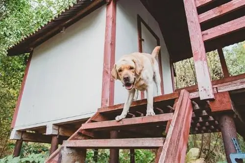 4 DIY Dog Lookout Tower-plannen die je vandaag kunt maken (met foto's)