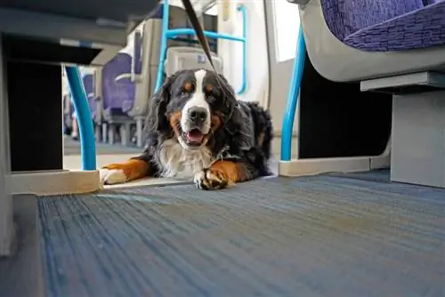 Sådan rejser du med offentlig transport med din hund (10 tips til pendling)