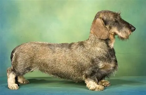 lợn rừng dachshund