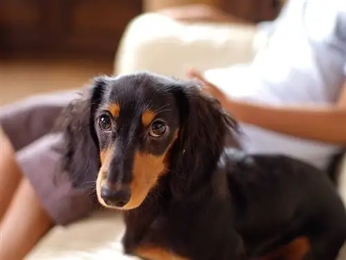 perro salchicha de pelo largo