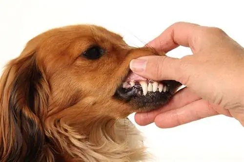 Uzun tüylü bir dachshund köpeğinin temiz dişleri ve sağlıklı diş etleri