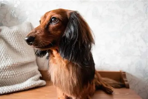 Dachshund de pelo largo color rojo y negro, ojos marrones