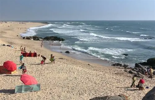 האם Miramar Beach ידידותי לכלבים? בנוסף 6 חלופות נהדרות