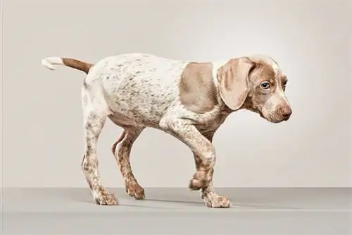 Piebald Weimaraner: фактілер, шығу тегі & тарих (суреттерімен)