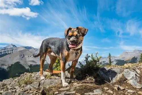 Bolgen Terrier