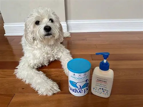 perro acostado junto a productos para mascotas nativos