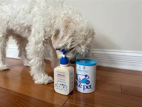 cavapoo sniffing vietējiem mājdzīvnieku produktiem