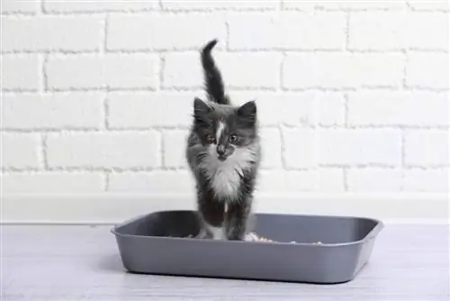 kitten in litterbox_Africa Studio, Shuttertsock