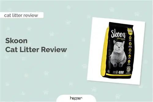 Skoon Cat Litter Review 2023: Müsbət cəhətlər, mənfi cəhətlər & Hökm