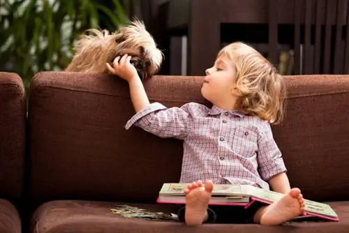 Ein zweijähriges Kind sitzt mit einem Buch auf dem Schoß auf dem Sofa und füttert seinen Havaneser-Hund