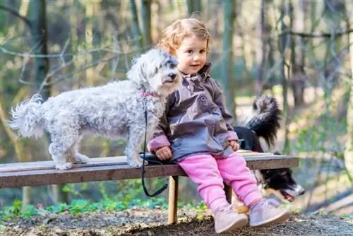 Nena feliç asseguda en un banc de fusta amb el seu gos havaner