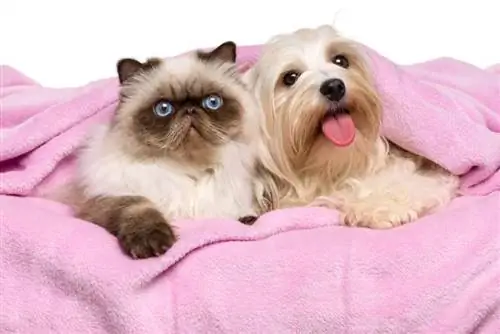 un chien bichon havanais et un chat persan sous une couverture rose