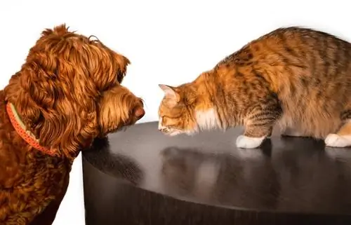 Adakah Labradoodles Bergaul dengan Kucing? Sosialisasi & Petua Pengenalan