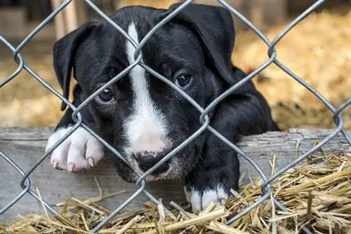 Puppy Mill Cage Shelter