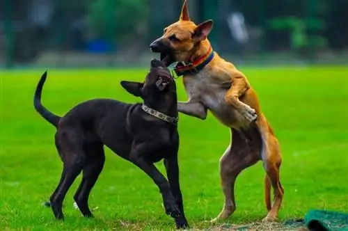 Día Nacional de Concientización sobre las Peleas de Perros 2023: Cuándo es & Cómo celebrar