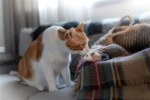 juguete con olor a gato en la sala de estar