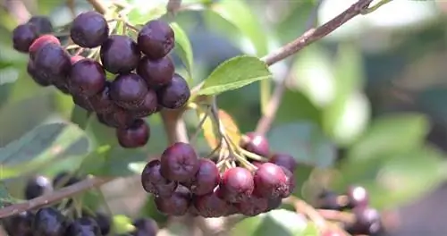 árbol de bayas de acai