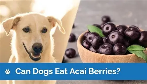 Maaari Bang Kumain ang Mga Aso ng Acai Berries? Sinuri ng Vet Mga Panganib & Mga Tip