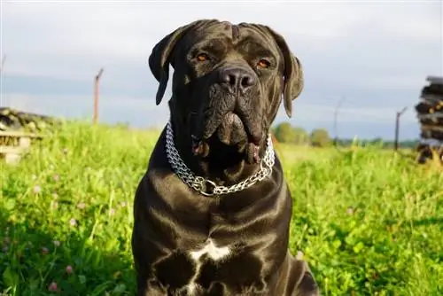 Cane Corso Bulmastiff Mix: informacija, nuotraukos, bruožai & Faktai