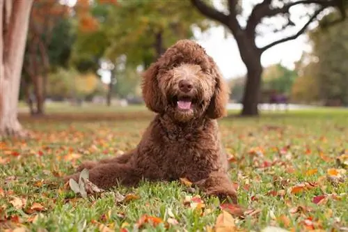 labradoodle cokelat