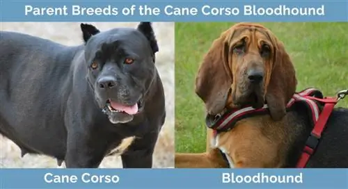 Giống bố mẹ của Cane Corso Bloodhound