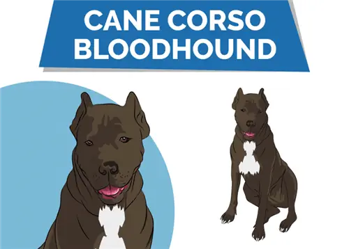 Cane Corso Bloodhound: ข้อมูล รูปภาพ ลักษณะ & ข้อเท็จจริง