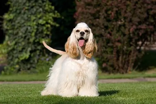 أمريكي cocker spaniel dog يقف في الهواء الطلق