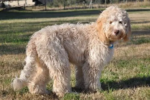 Labradoodle australià