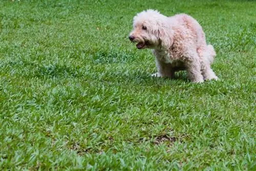 Cara Melatih Labradoodle dengan Potty: 9 Tips Ahli