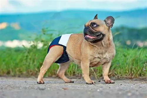 Französischer Bulldogge-Hund trägt Stoffwindeln zum Schutz