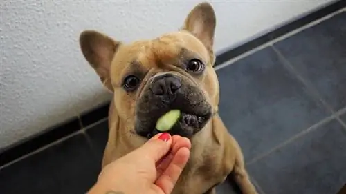 Bulldog francese che mangia cetriolo