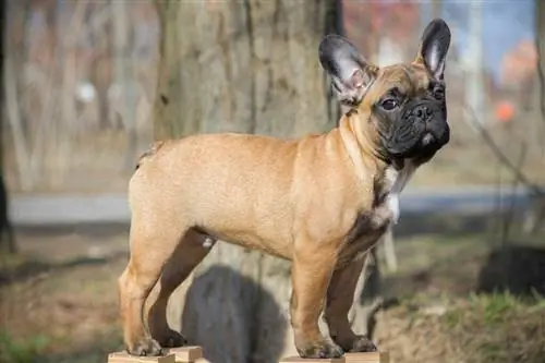 Fawn Franse Bulldog Rasinligting: Feite, Oorsprong & Geskiedenis (met prente)