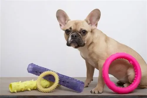 Französische Bulldogge mit Spielzeug