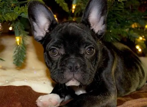 Fabkis Bulldog hauv qab tsob ntoo Christmas